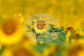 Село Малко Йонково - маслодаен слънчоглед