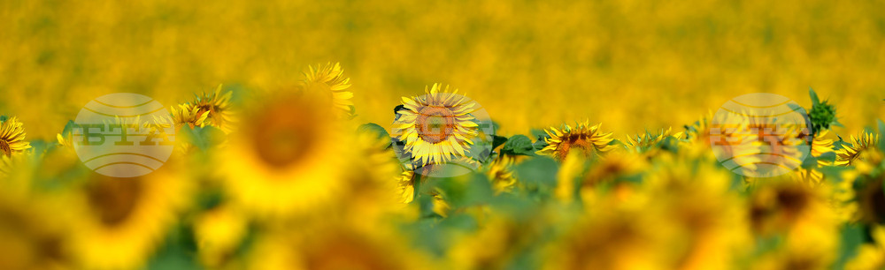 Село Малко Йонково - маслодаен слънчоглед