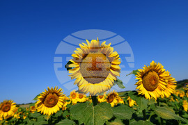 Село Малко Йонково - маслодаен слънчоглед