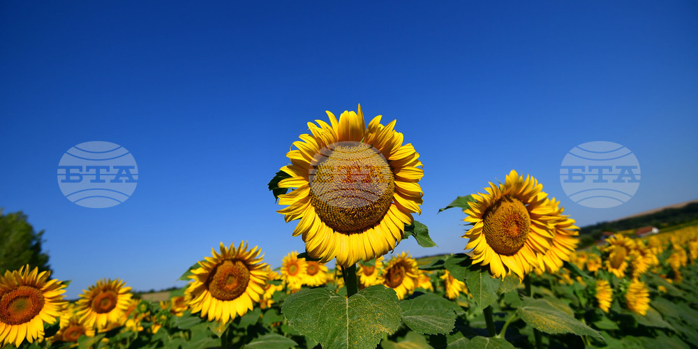 Село Малко Йонково - маслодаен слънчоглед