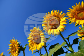 Село Малко Йонково - маслодаен слънчоглед