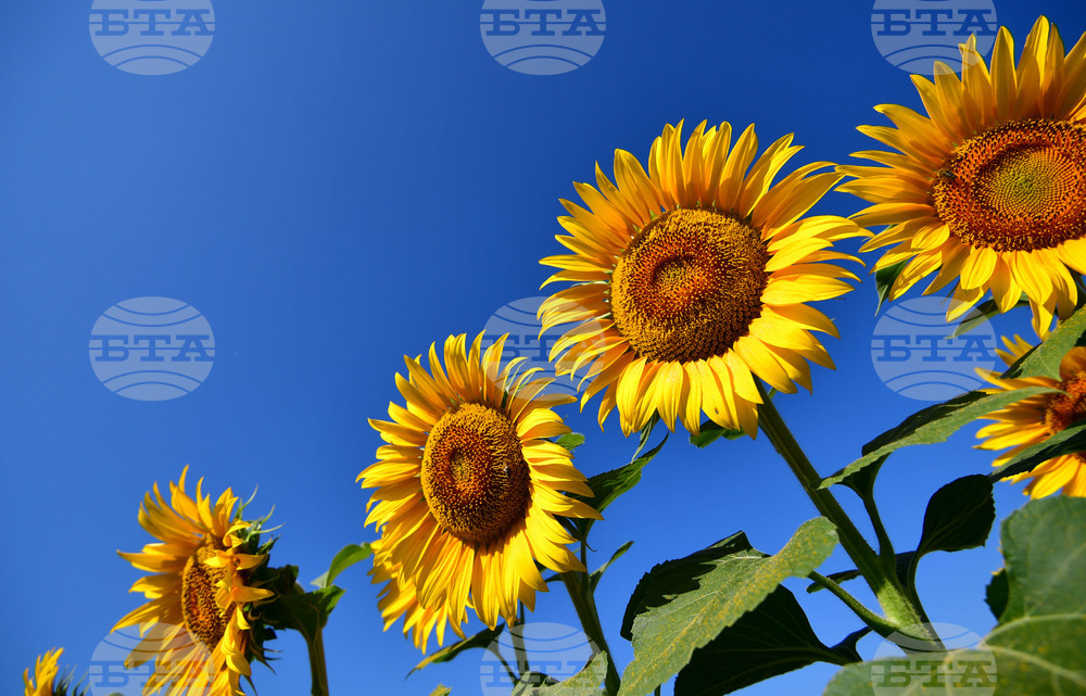 Село Малко Йонково - маслодаен слънчоглед