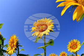 Село Малко Йонково - маслодаен слънчоглед