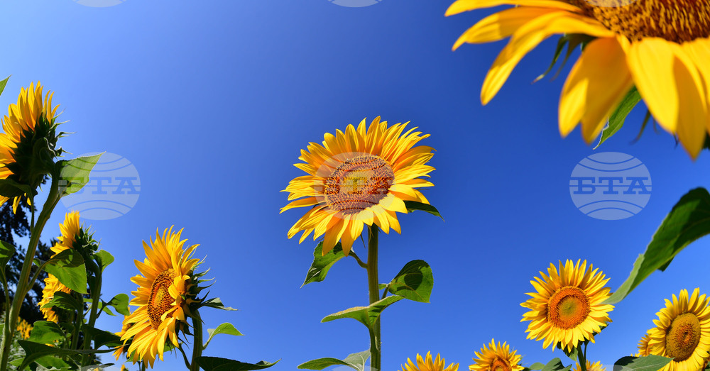 Село Малко Йонково - маслодаен слънчоглед