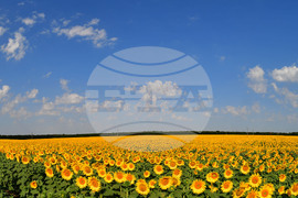 Село Малко Йонково - маслодаен слънчоглед