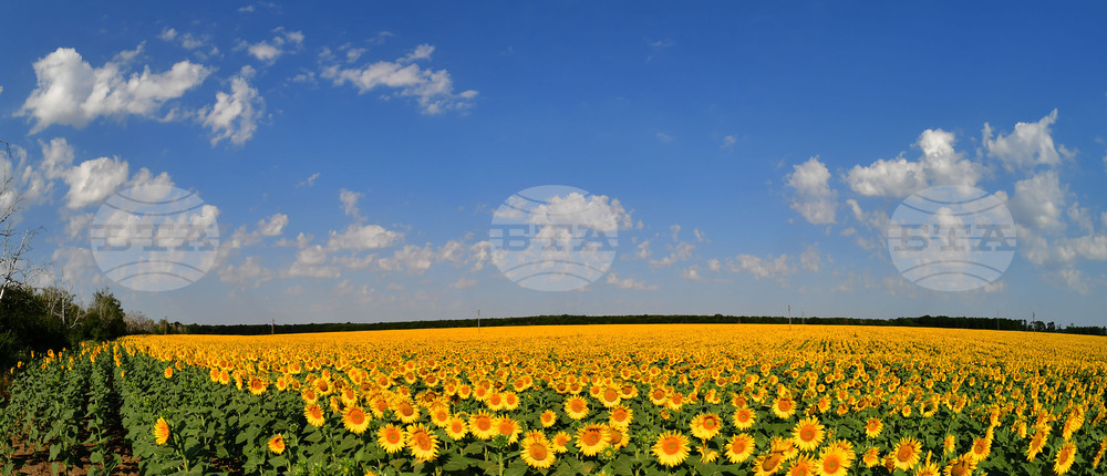 Село Малко Йонково - маслодаен слънчоглед