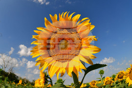 Село Малко Йонково - маслодаен слънчоглед