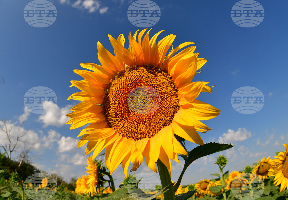 Село Малко Йонково - маслодаен слънчоглед