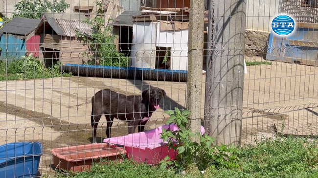 Казанлъшка фондация организира инициатива в помощ на животните от Общинския приют за безстопанствени кучета в Казанлък