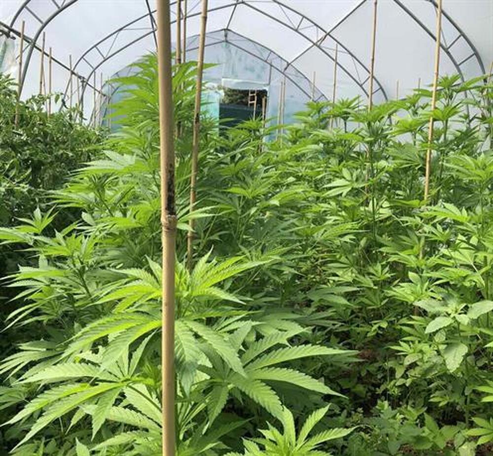 МВР: Междинни резултати от специализирана операция за противодействие на престъпления, свързани с наркотични вещества