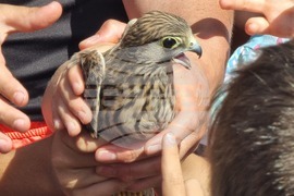 Габрово - Узана поляна фест