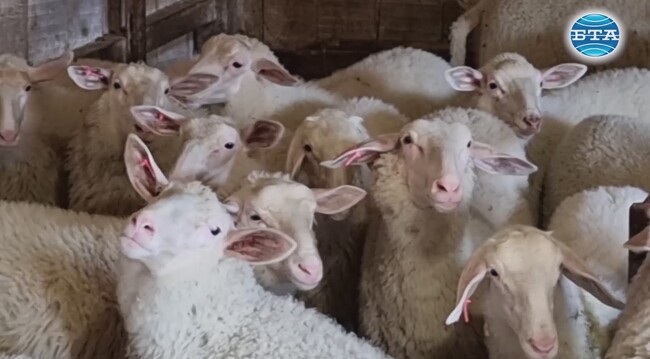 С 30% се е повишила цената на агнешкото месо тази година