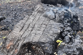 Пловдив - Пожар на Гребната база