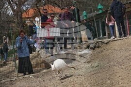  Село Лесковец – зоокът 