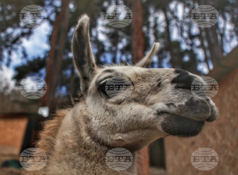  Село Лесковец – зоокът 