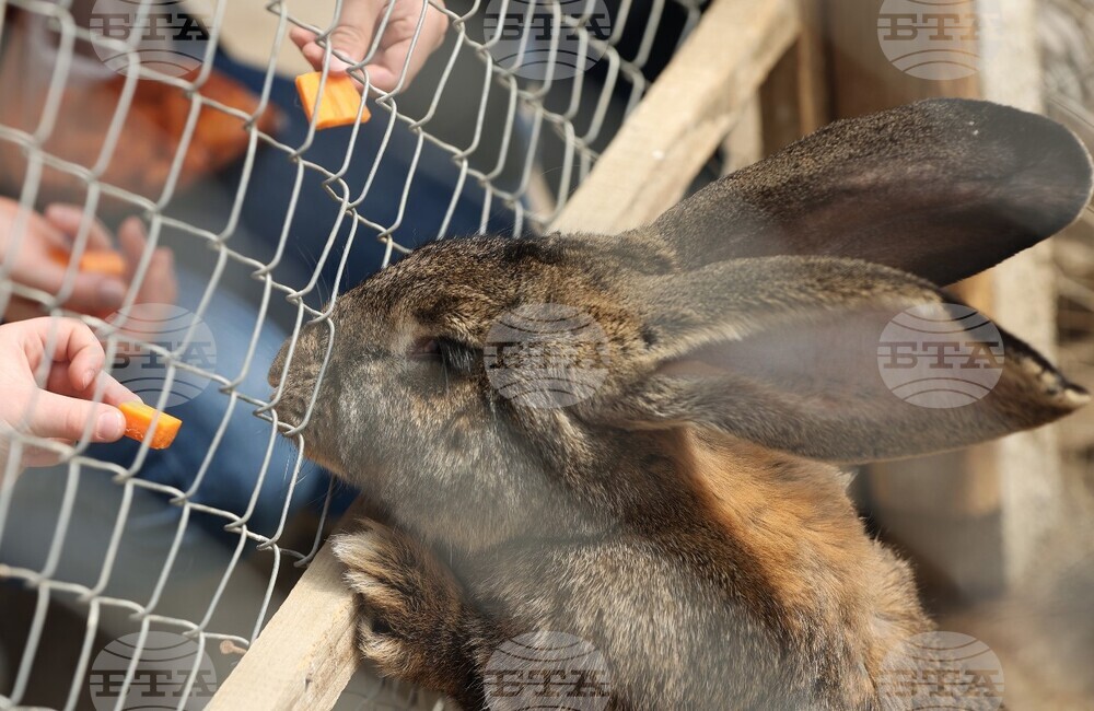  Село Лесковец – зоокът 