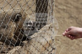  Село Лесковец – зоокът 
