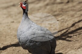  Село Лесковец – зоокът 