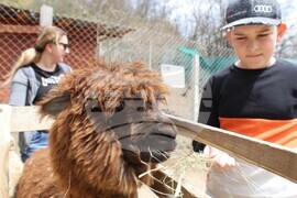  Село Лесковец – зоокът 