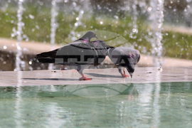 Лято - гълъби