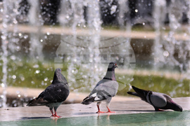 Лято - гълъби