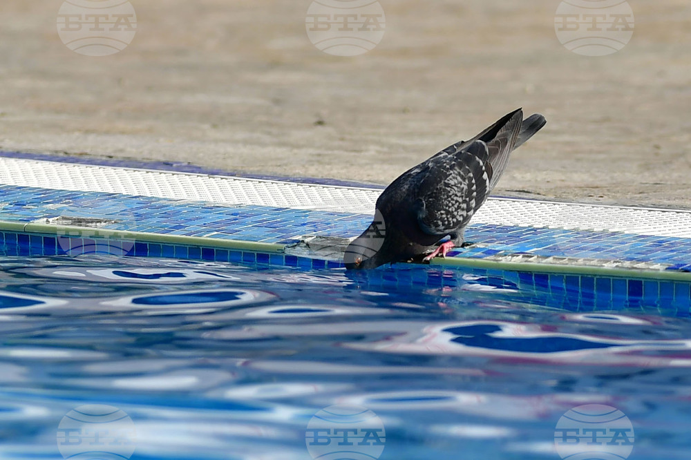 Разград - летни горещини - гълъби