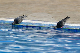 Разград - летни горещини - гълъби
