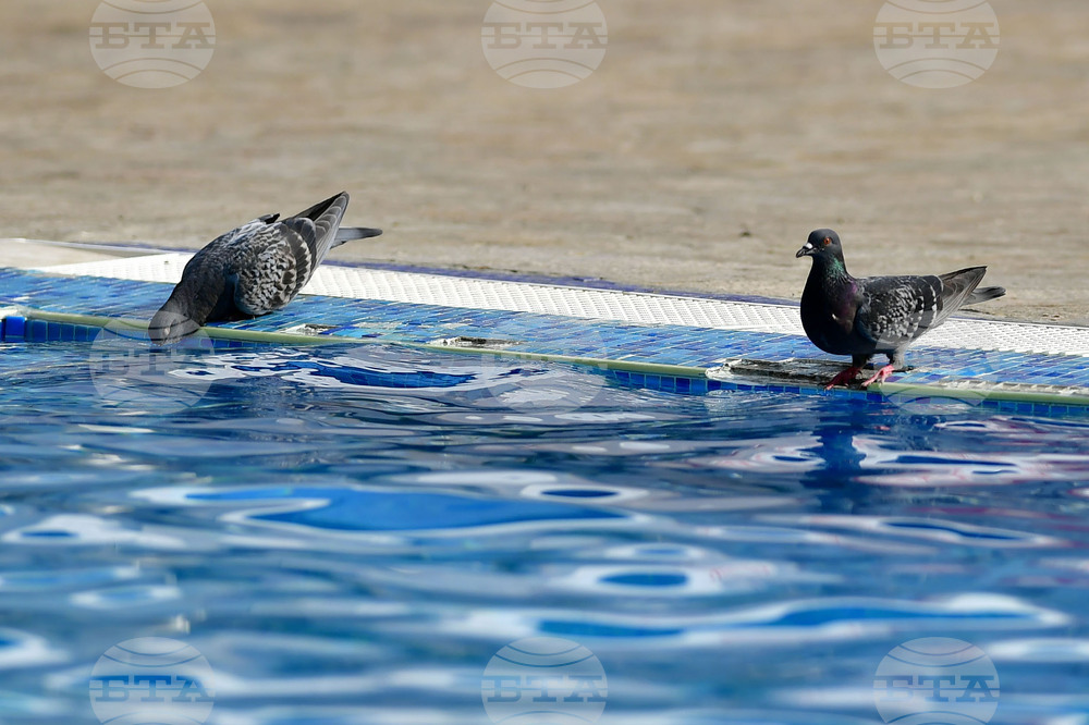 Разград - летни горещини - гълъби
