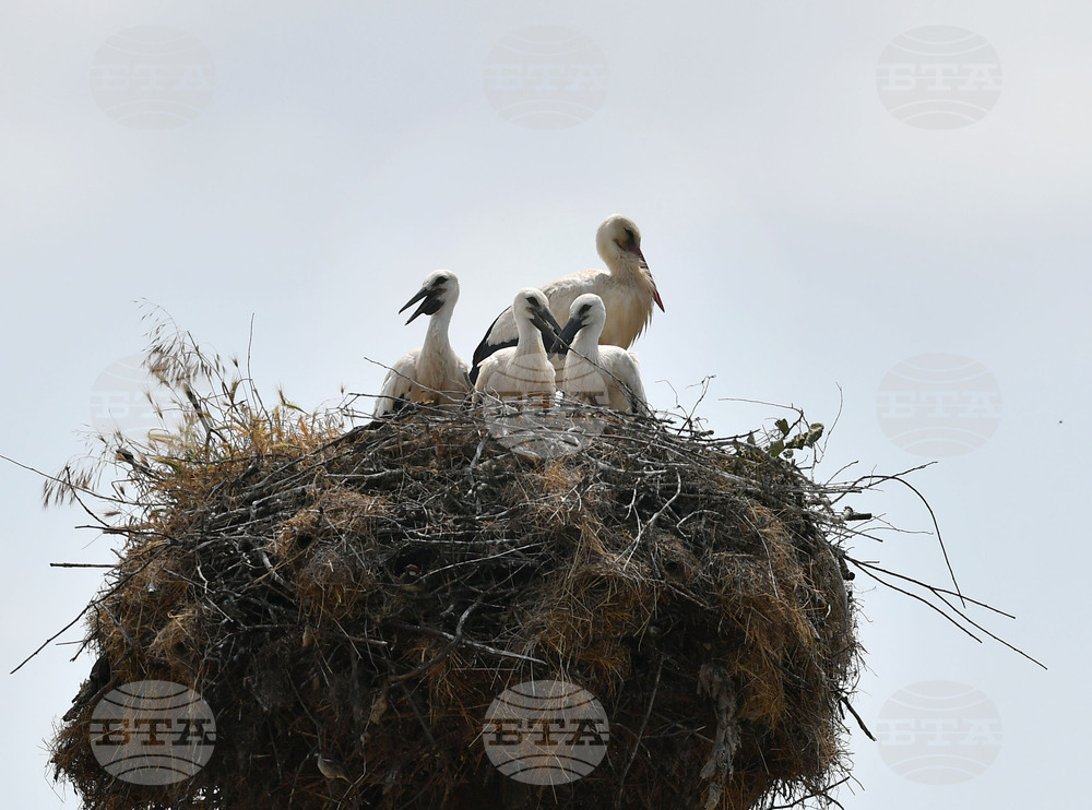 Село Малко Йонково - щъркели