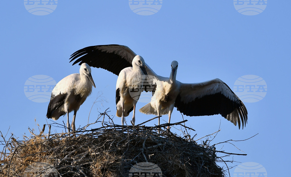 Село Малко Йонково - щъркели