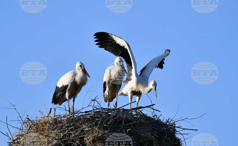 Село Малко Йонково - щъркели