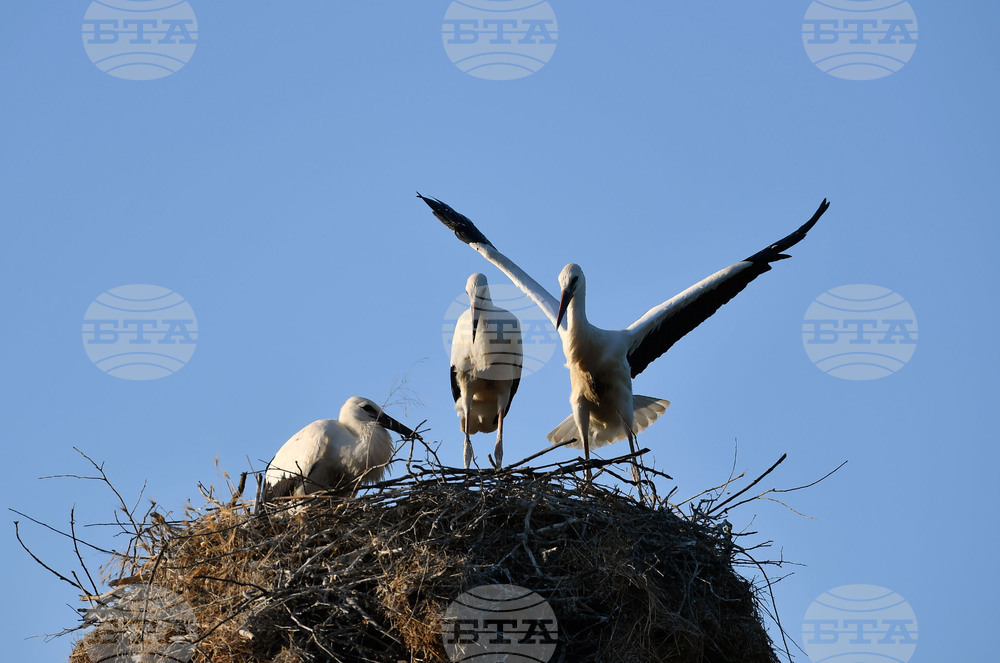 Село Малко Йонково - щъркели