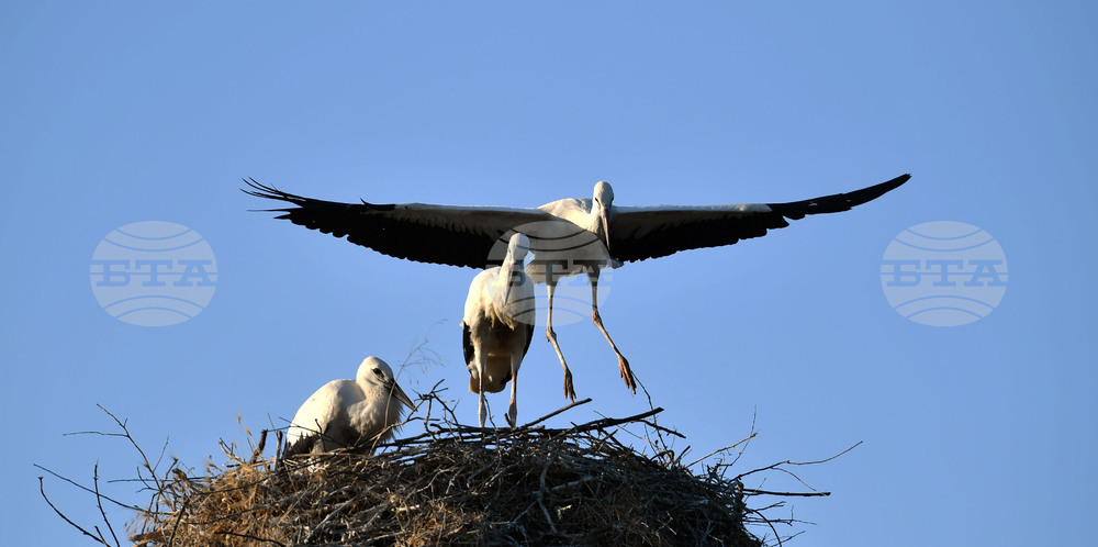 Село Малко Йонково - щъркели