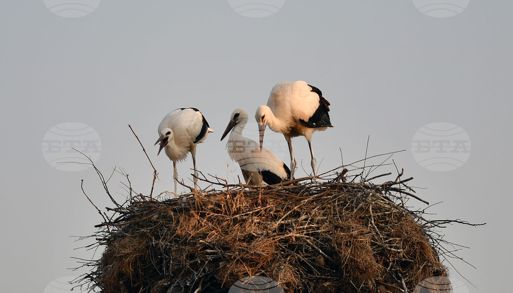 Село Малко Йонково - щъркели