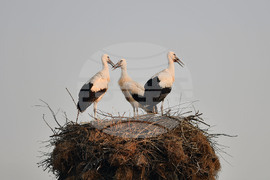 Село Малко Йонково - щъркели