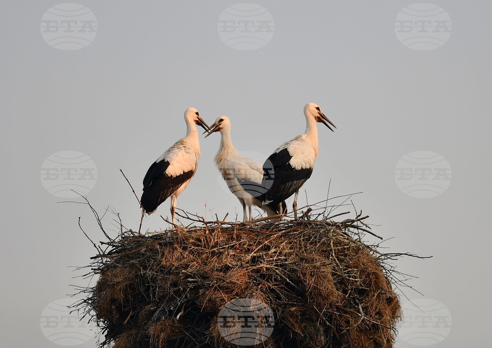 Село Малко Йонково - щъркели