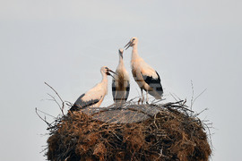 Село Малко Йонково - щъркели