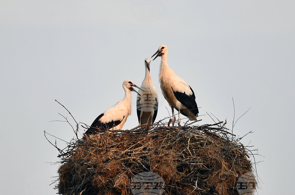 Село Малко Йонково - щъркели