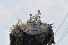 Село Малко Йонково - щъркели