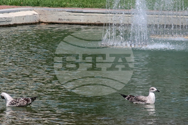 Плевен - Водна каскада - гларуси