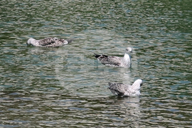 Плевен - Водна каскада - гларуси