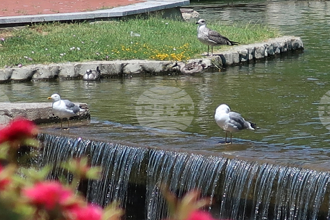 Плевен - Водна каскада - гларуси