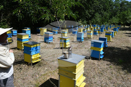 Завет - пчелин