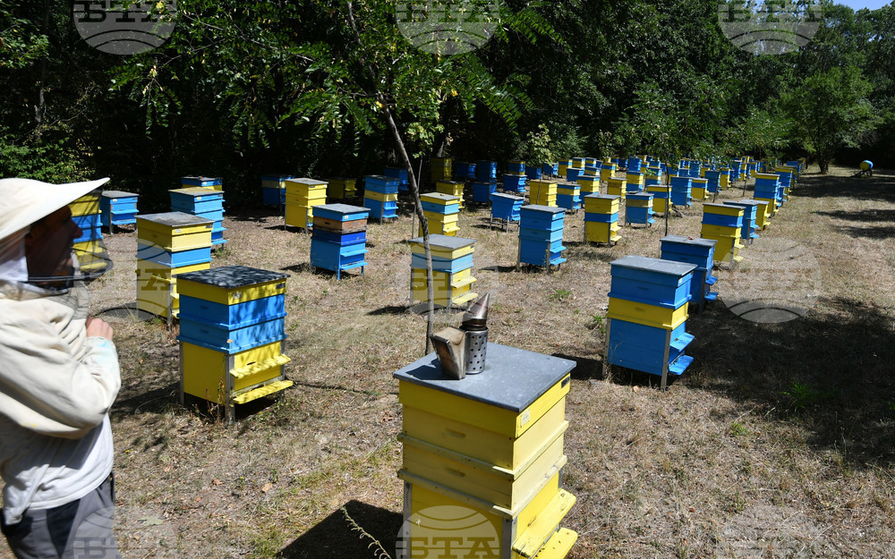 Завет - пчелин