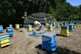 Завет - пчелин