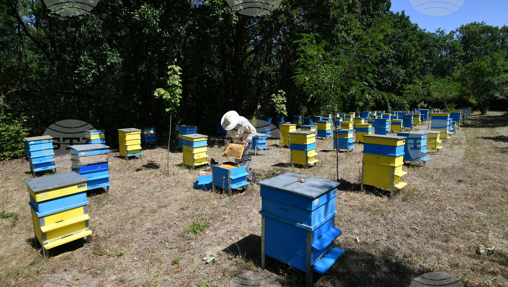 Завет - пчелин