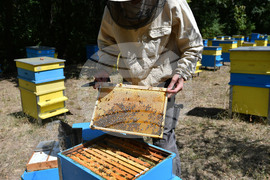 Завет - пчелин