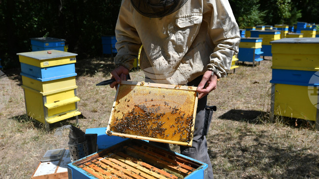 Bulgarian Consumer Group Welcomes New EU Honey Origin Labelling Rules