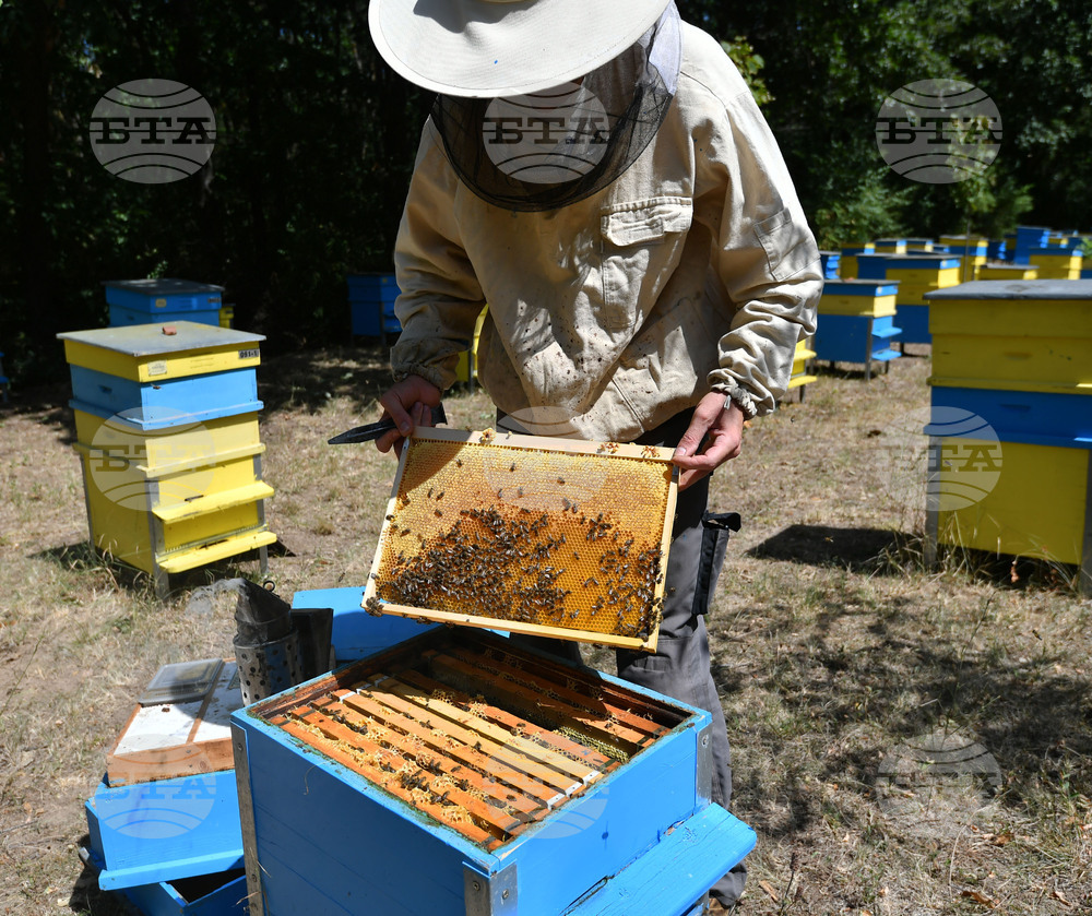 Завет - пчелин