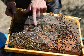 Завет - пчелин